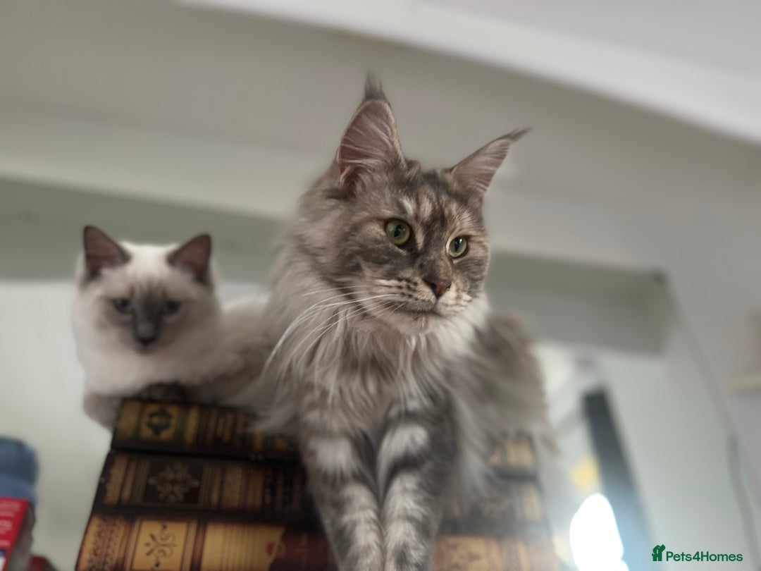 Maine Coon cats for sale: Registered pedigree maine coon for sale - Advert 16