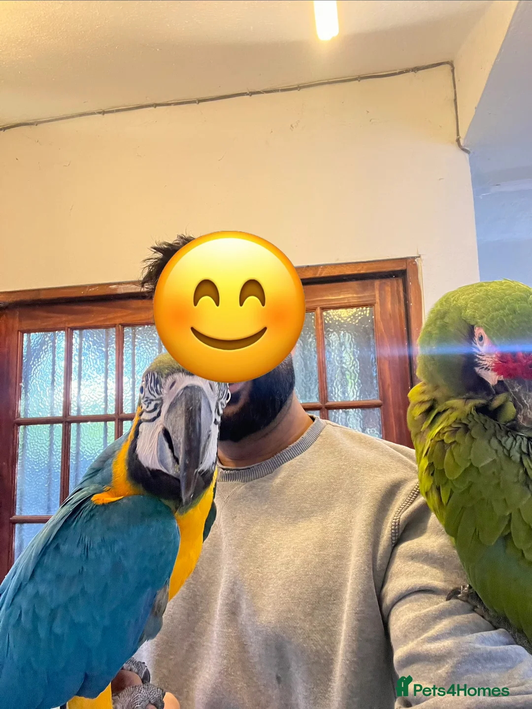 Macaws birds for sale: Bonded Breeding Pair Military, Blue & Gold Macaw - Advert 11