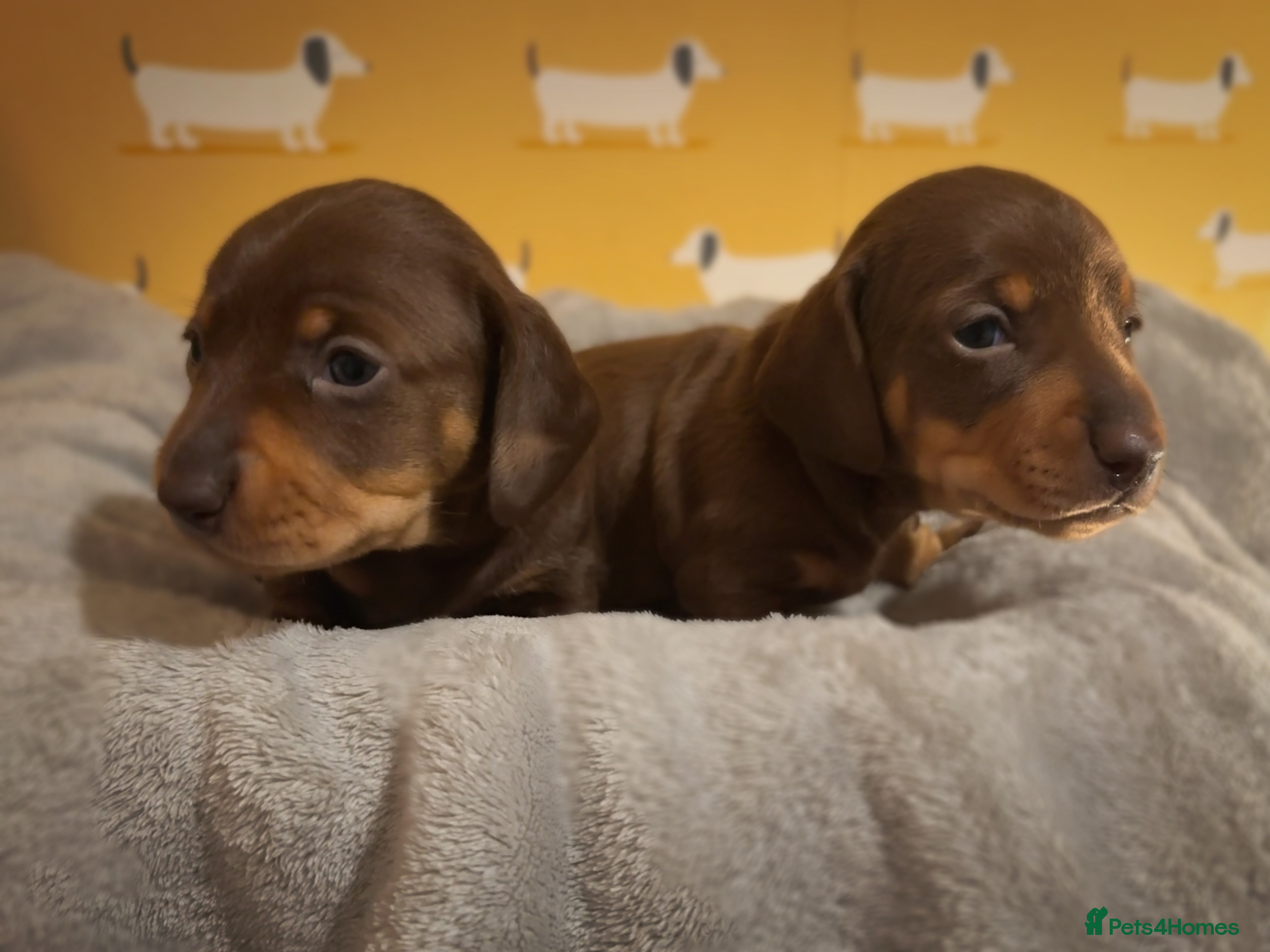 Miniature Dachshund dogs 🐾 Miniature Dachshund Puppies for Sale! 🐾 - Advert 6