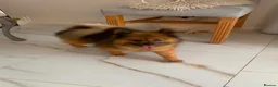 Pomeranian dogs for sale: Pomeranian girl  - Advert 3