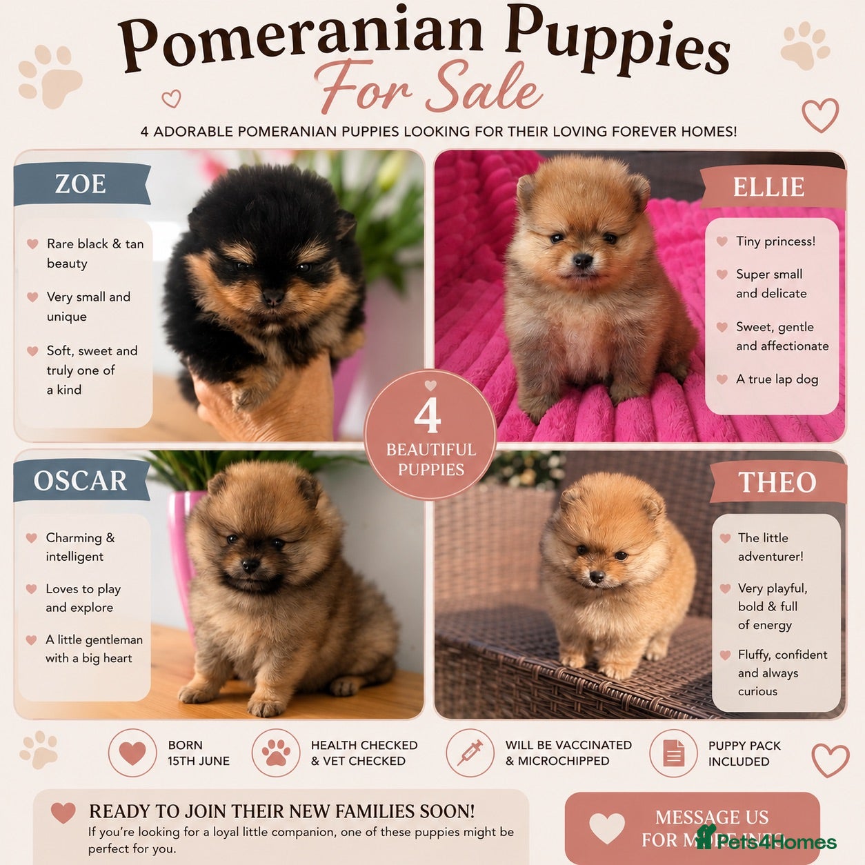 Pomeranian dogs ❤️ Exceptional KC Registered Pomeranian Puppies ❤️ - Advert 6