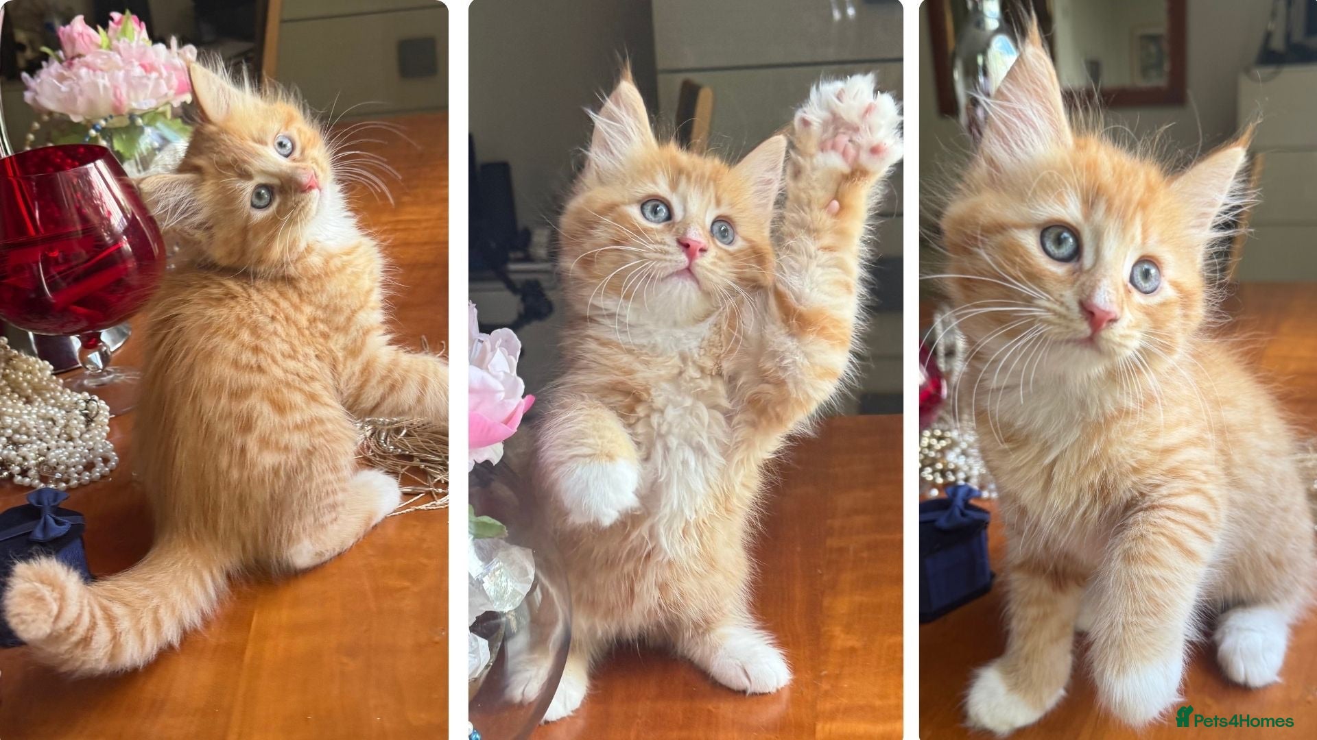 Mixed Breed cats Ginger Calico Tuxedo Kittens London-Richmond Sale - Advert 4