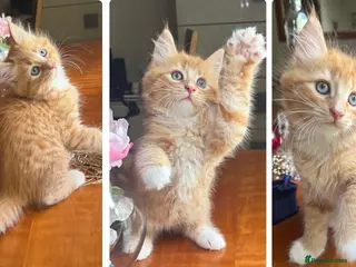 Mixed Breed cats Ginger Calico Tuxedo Kittens London-Richmond Sale - Advert 1