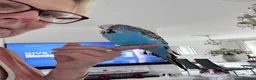 Budgerigars birds for sale: Rare Hand Reared Big Exhibition Budgie  - Advert 5