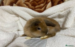 Mixed Breed rabbits for sale: Beautiful Bunnies Ready For New Homes - Advert 14