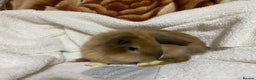 Mixed Breed rabbits for sale: Last Beautiful Bunny ready for new home - Advert 6