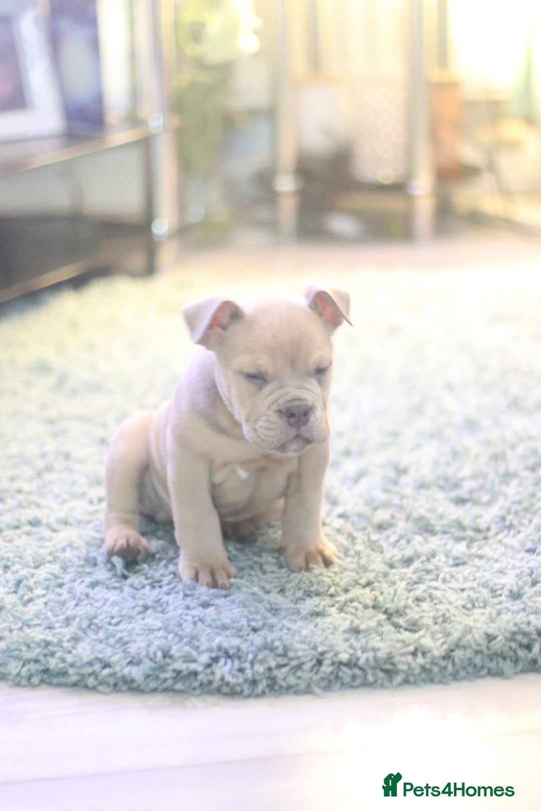 Dorset Olde Tyme Bulldogge dogs for sale: Victorian bulldogs - Advert 12