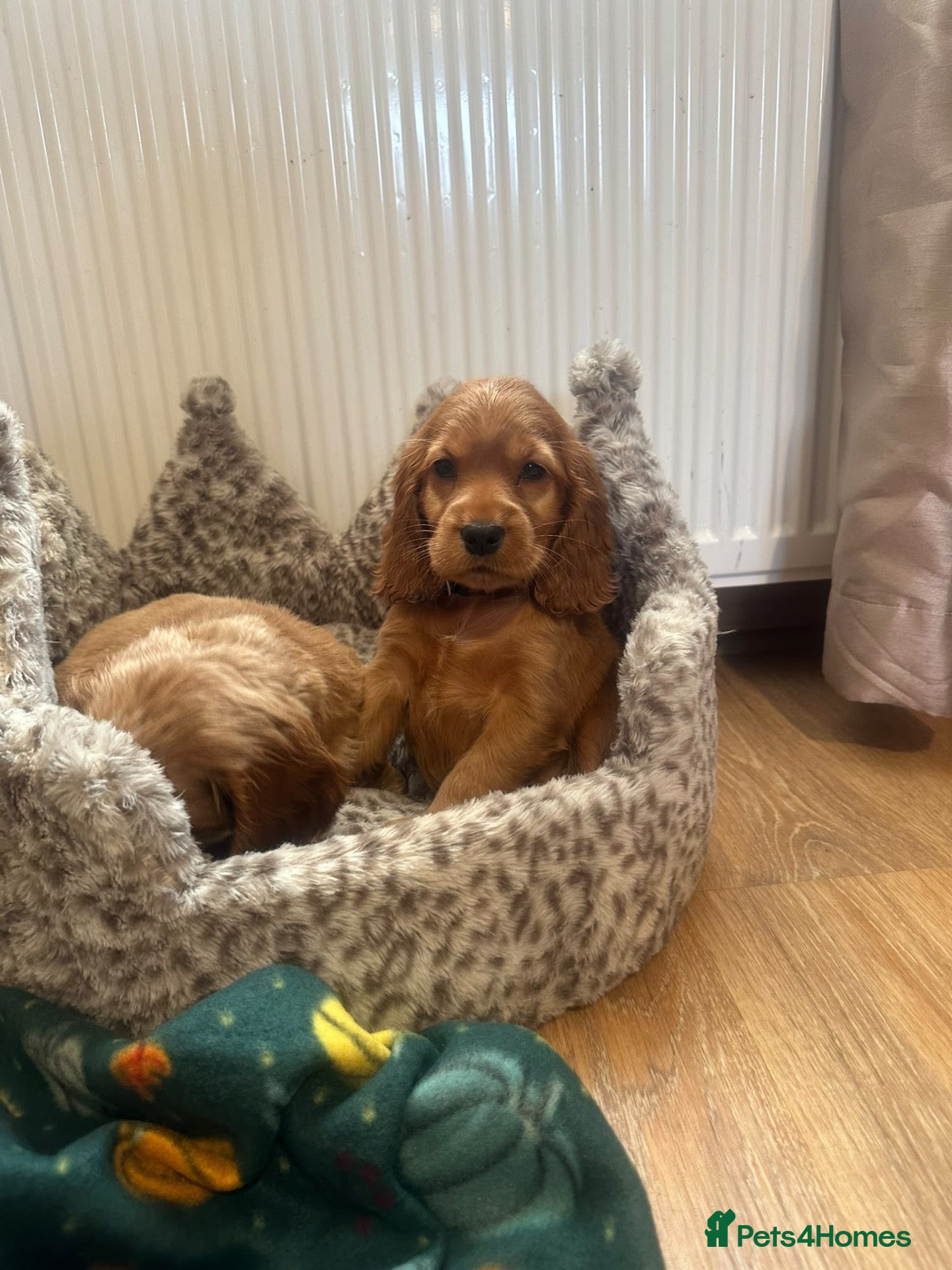Cocker Spaniel dogs ⭐️Stunning show cocker spaniel puppies  - Advert 16