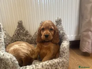 Cocker Spaniel dogs ⭐️Stunning show cocker spaniel puppies - Advert 16