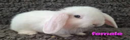 Mini Lop rabbits for sale: Adorable Mini Lop Baby Rabbits For Sale - Advert 7