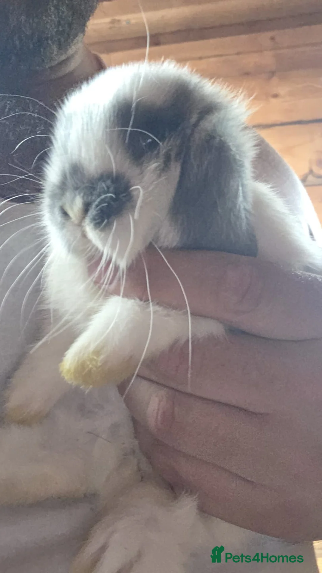 Mini Lop rabbits for sale: Last mini lop - Advert 3