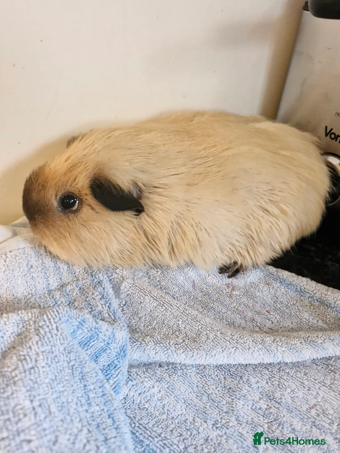 Guinea Pig rodents for sale: Skinnies and calafornians - Advert 17