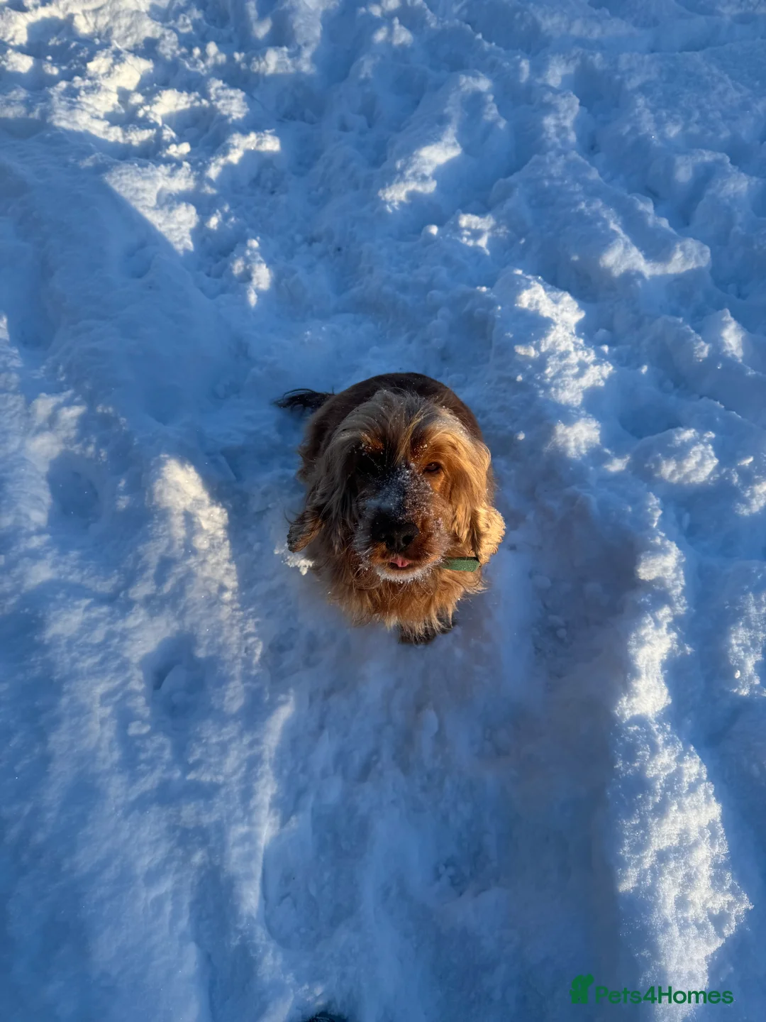 Cocker Spaniel dogs for sale: Gorgeous golden Show Cocker spaniel Litter  - Advert 17