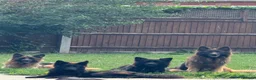 German Shepherd dogs for sale: Long coat German Shepherd - Advert 15