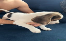 Beagle dogs for sale: 2 Beagle puppies‼️Ready to leave NOW‼️ - Image 18