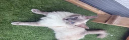 Ragdoll cats for sale: Full breed Ragdoll  - Advert 3