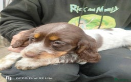 Cocker Spaniel dogs for sale: Working Cocker Spaniel Puppies For Sale - Image 10