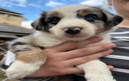 Border Collie dogs for sale: 6 Border Collie Pups for Sale ! - Image 5