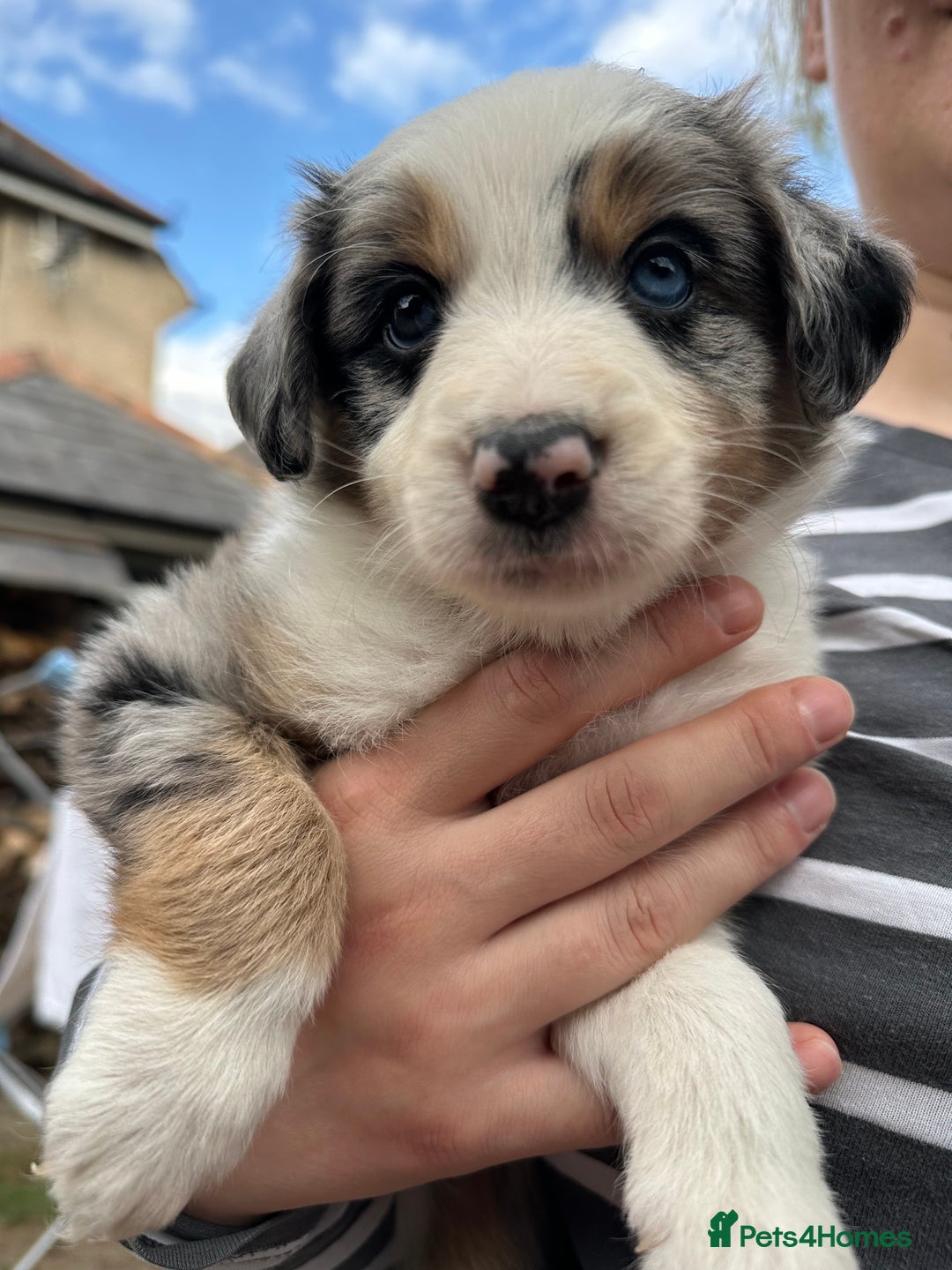 Border Collie dogs for sale: 6 Border Collie Pups for Sale ! - Image 5