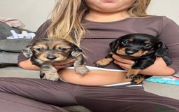 Miniature Dachshund dogs for sale: Beautiful miniature dachshunds L/H+S/H - Image 5