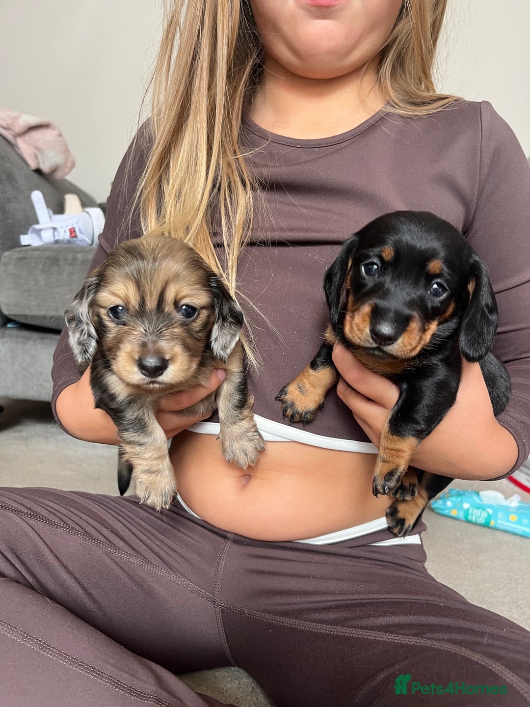 Miniature Dachshund dogs for sale: Beautiful miniature dachshunds L/H+S/H - Image 5
