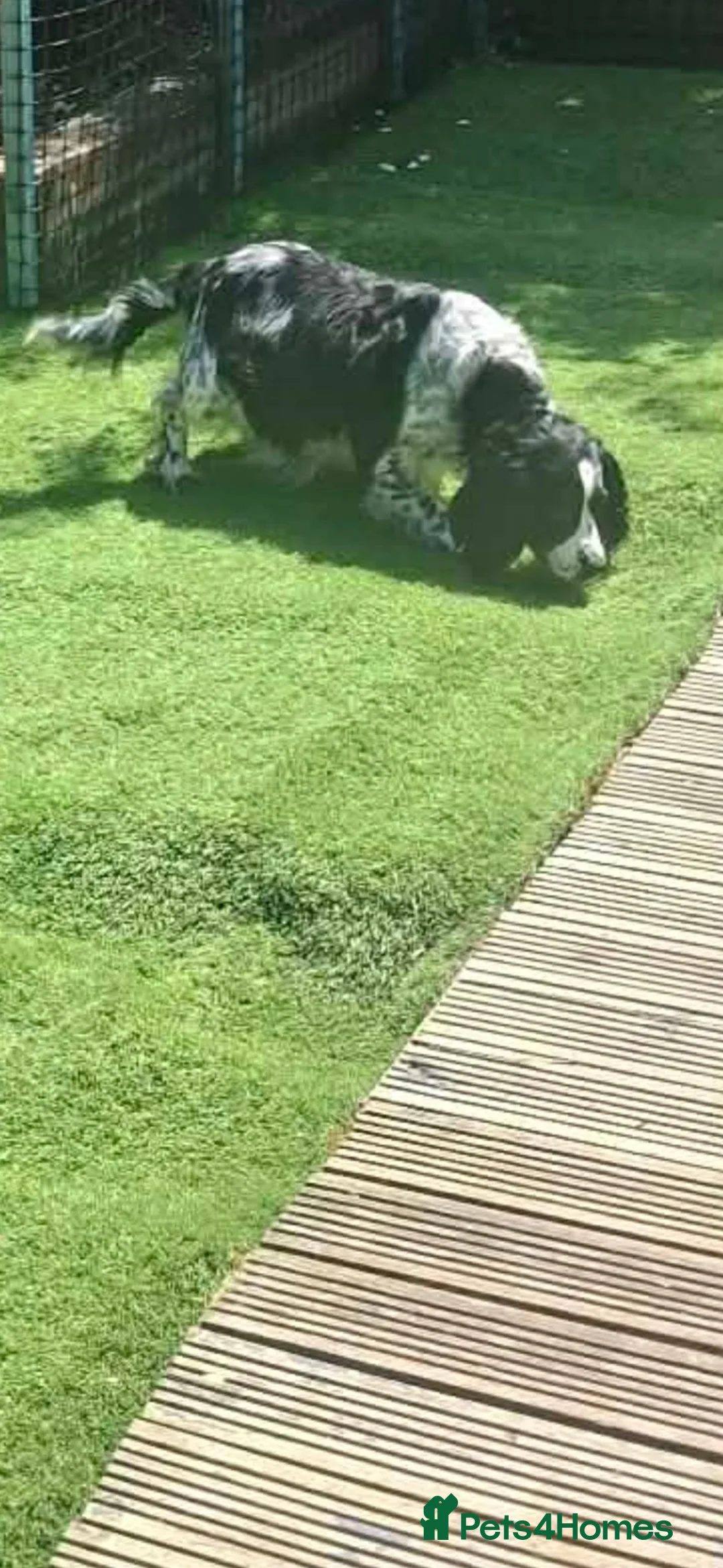 Cocker Spaniel dogs for sale: 2 girls & 2 boys cocker spaniels in Enfield - Advert 17