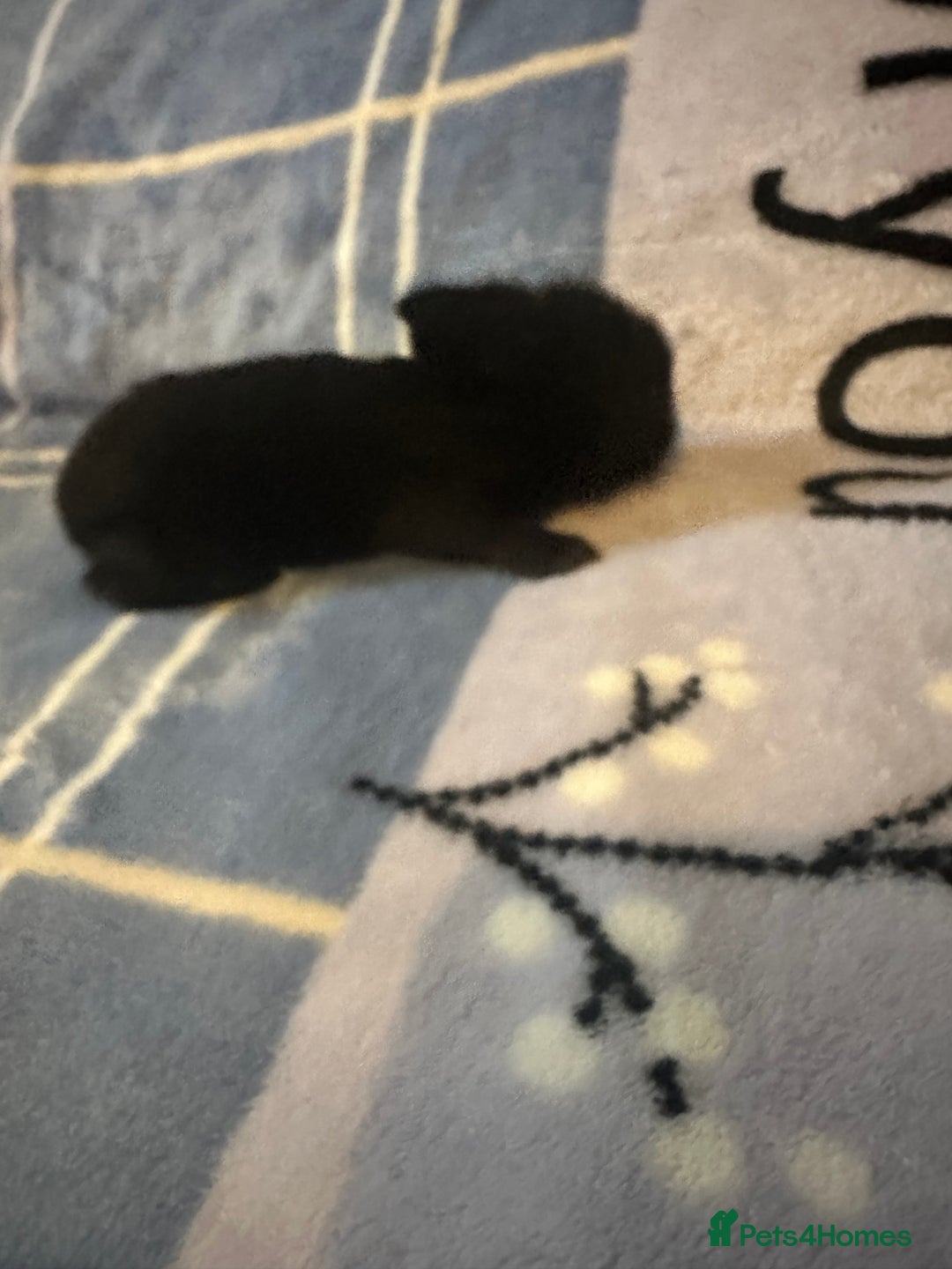 Mini Lion Lop rabbits for sale: Gorgeous lion lop babies  - Image 8