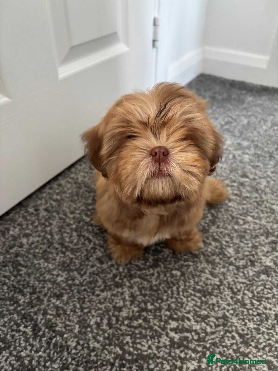 Shih Tzu dogs for sale: 💝 Rehoming Beautiful Shih Tzu Girl - Image 8