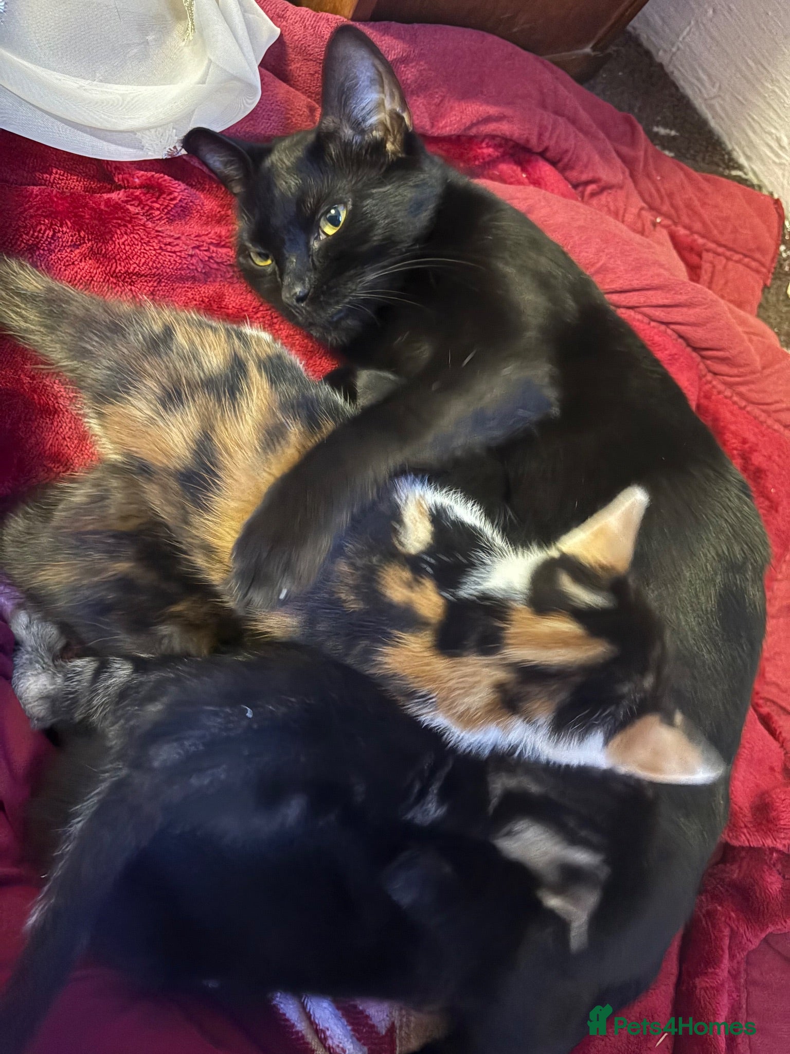Mixed Breed cats Kittens for sale  - Advert 9
