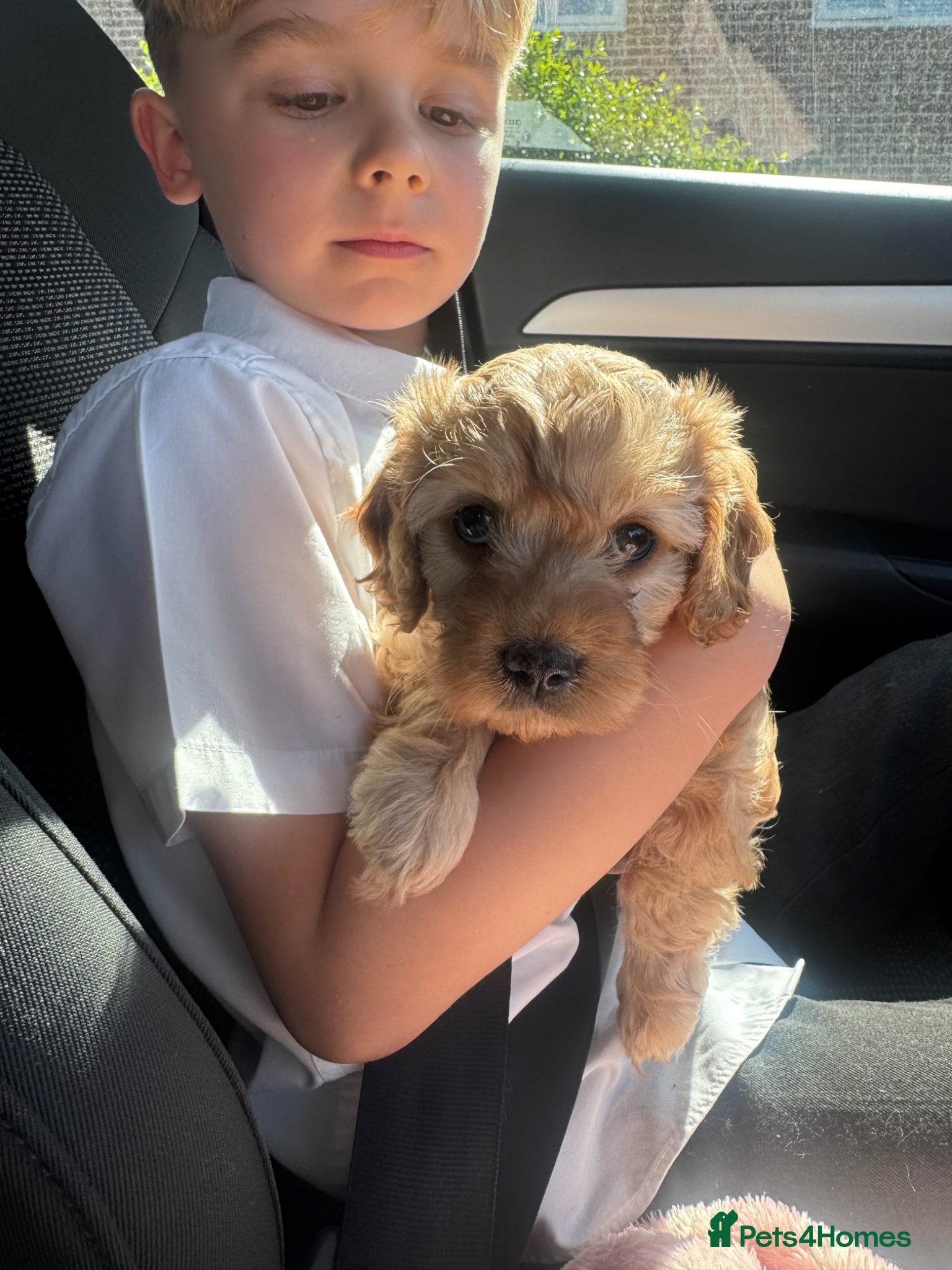 Cavapoo dogs Beautiful Cavapoo Baby Girl. - Advert 12