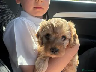 Cavapoo dogs Beautiful Cavapoo Baby Girl. - Advert 12