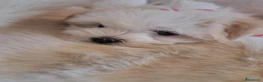 Maltese 1