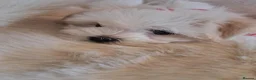 Maltese dogs for sale: Kc Maltese 3 females  - Advert 5