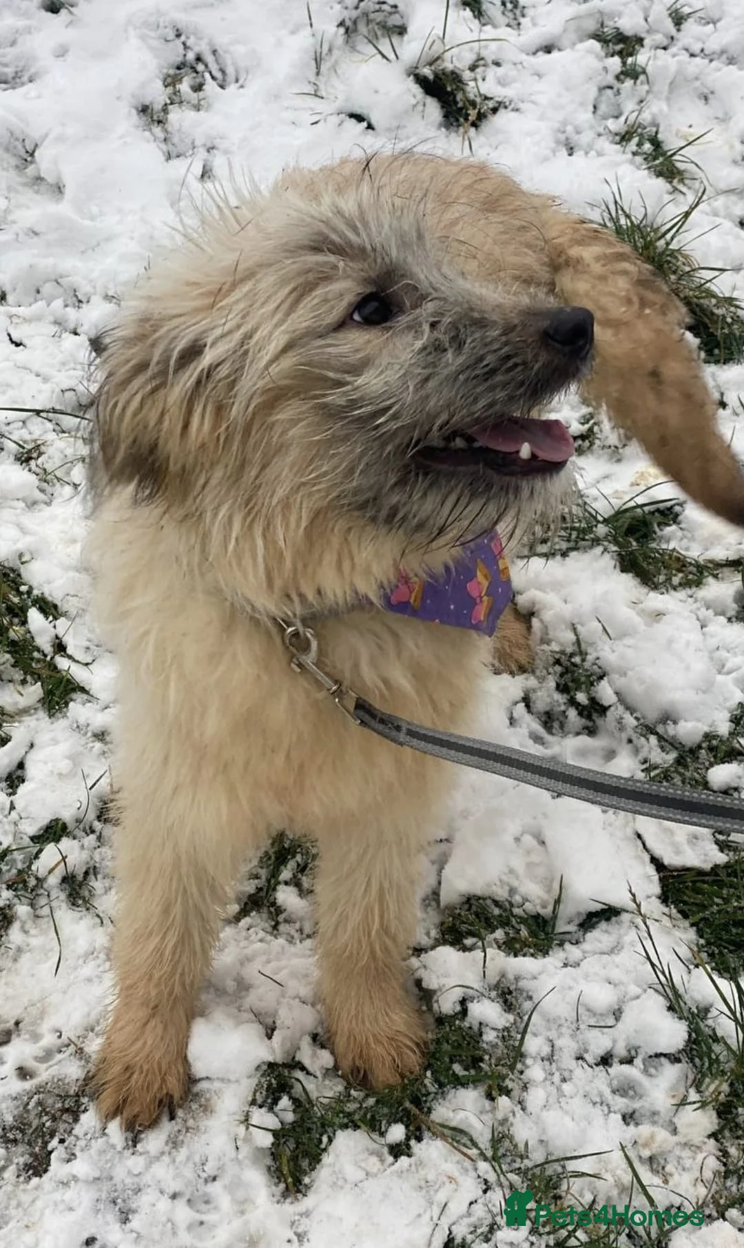Mixed Breed dogs for adoption: ❤️🐶 KIKI – THE LITTLE SWEETHEART in Burton-on-Trent - Advert 2
