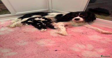 Cavalier King Charles Spaniel dogs Tri boy & Tri girl back up for sale  - Advert 4