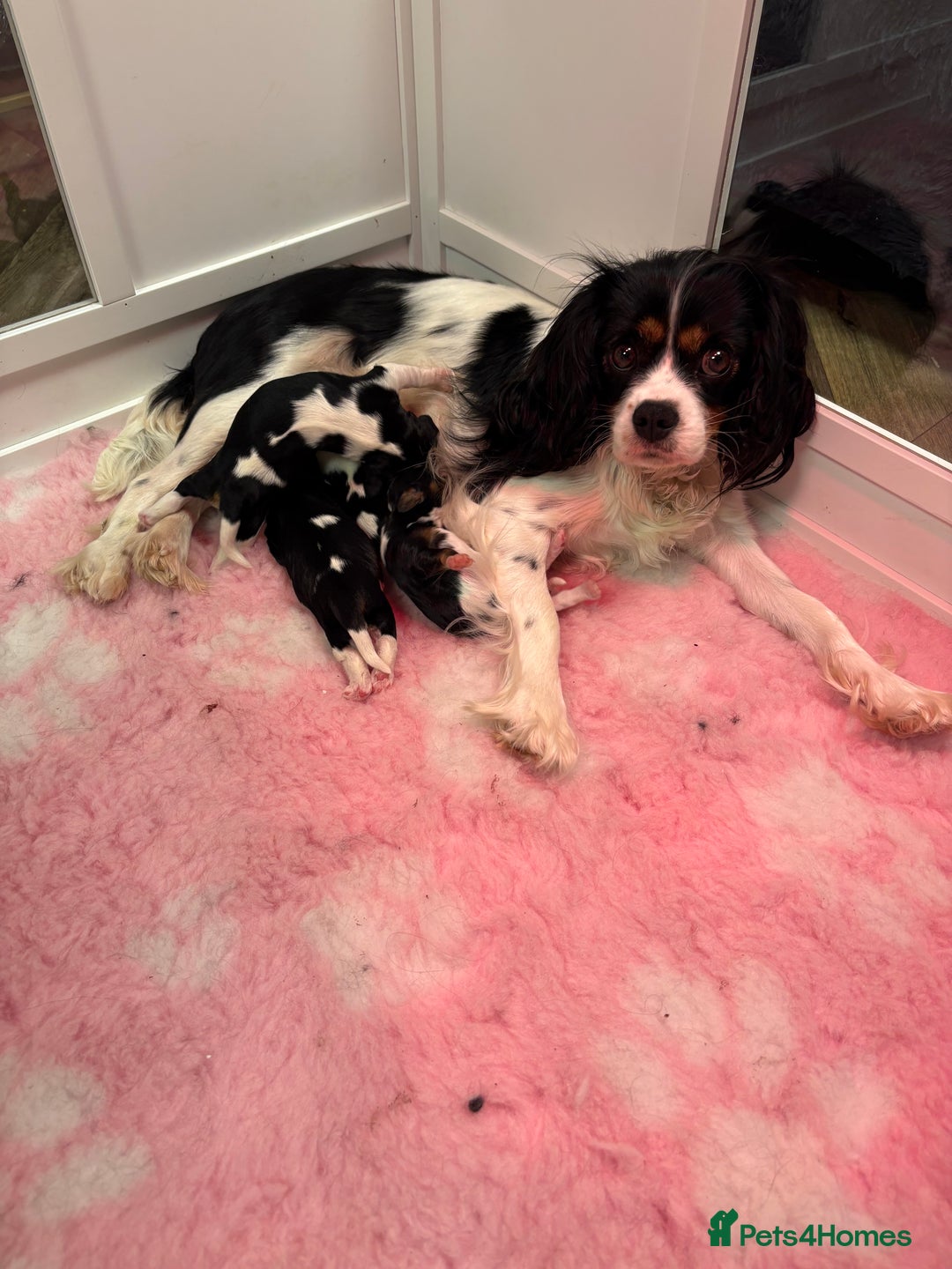 Cavalier King Charles Spaniel dogs for sale: All Reserved . - Advert 2