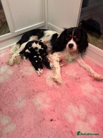 Cavalier King Charles Spaniel dogs Tri boy & Tri girl back up for sale - Advert 1