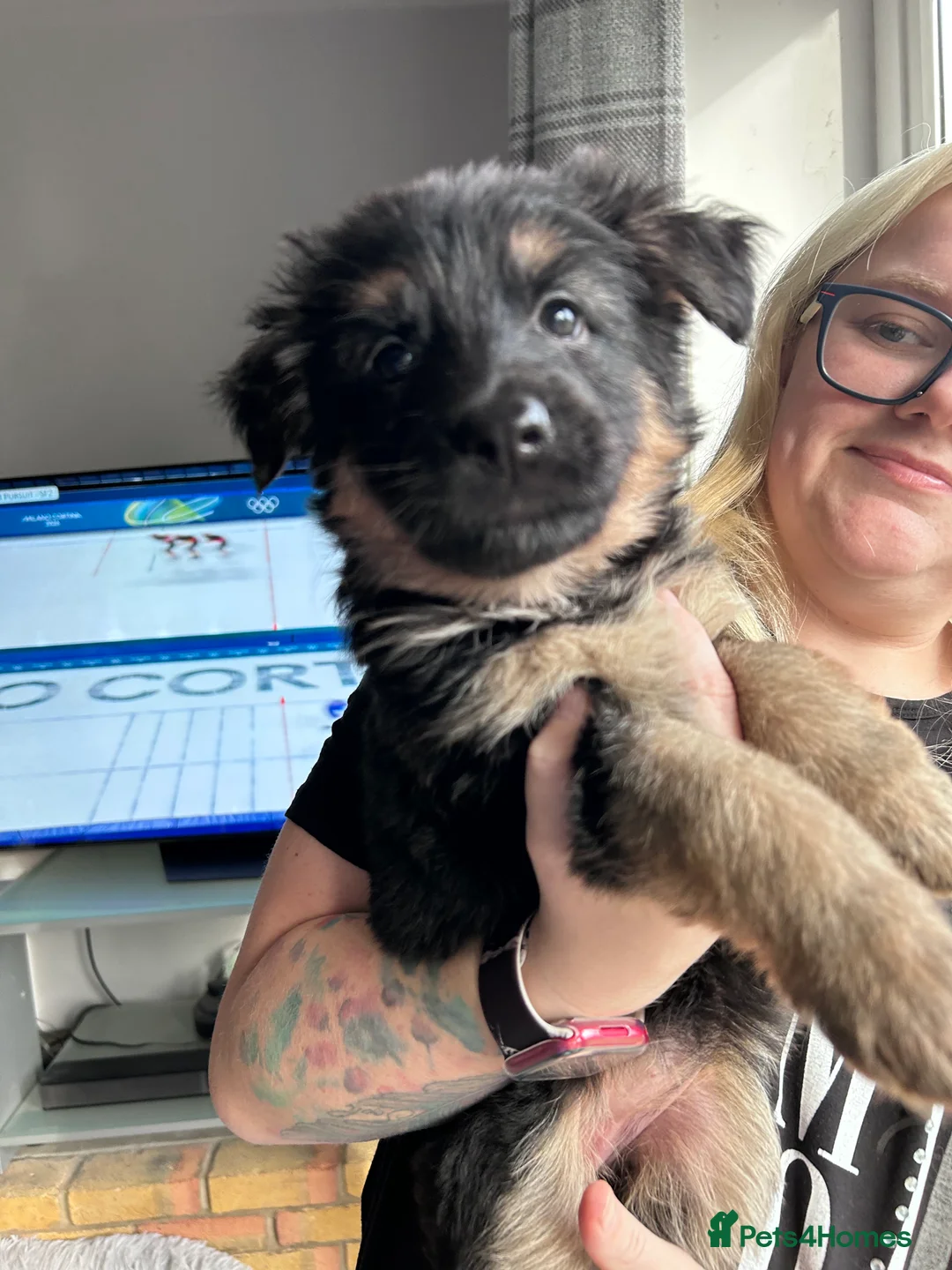 German Shepherd dogs for sale: Pure breed German shepherd puppies  - Advert 8