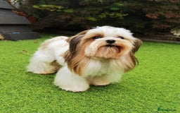 Yorkshire Terrier dogs for sale: Very Beautiful puppies, pure yorkshire terriers  - Advert 11