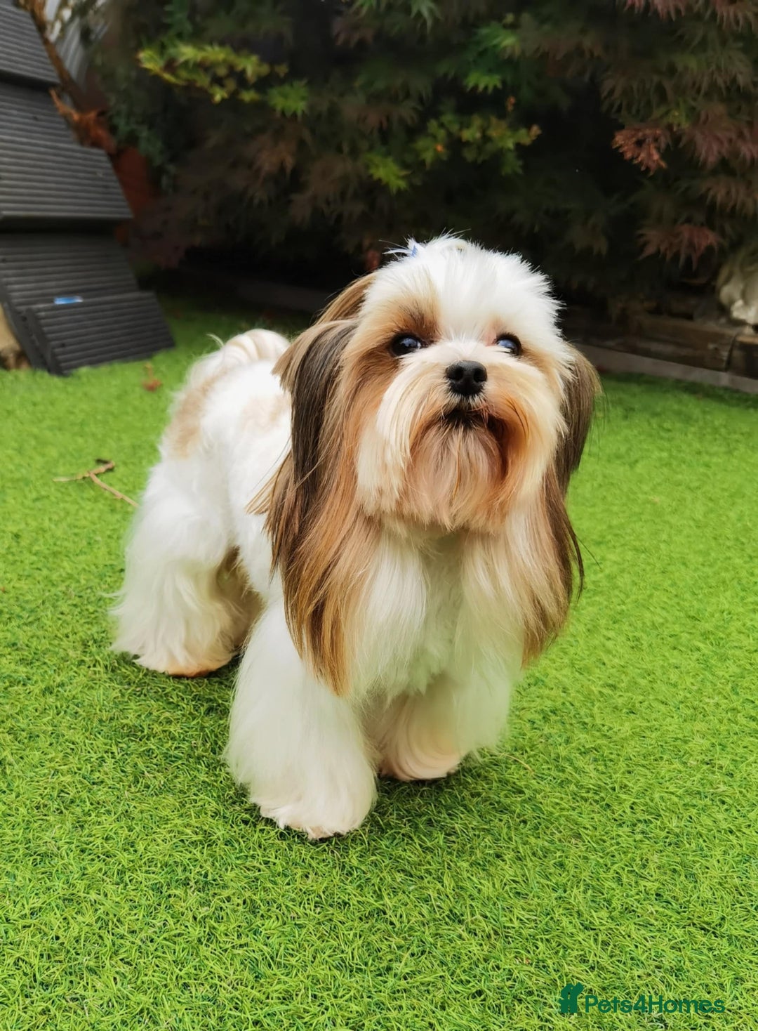 Yorkshire Terrier dogs for sale: Very Beautiful puppies, pure yorkshire terriers  - Advert 11