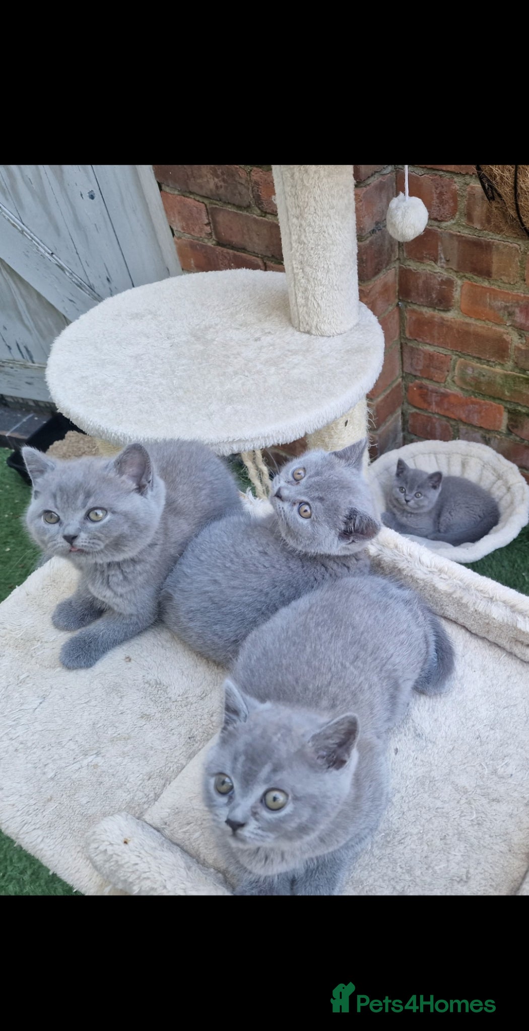 British Shorthair cats 4 blue Britishshorthair kittens Girls  for sale - Advert 16