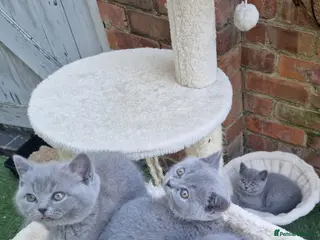 British Shorthair cats 4 blue Britishshorthair kittens Girls for sale - Advert 16