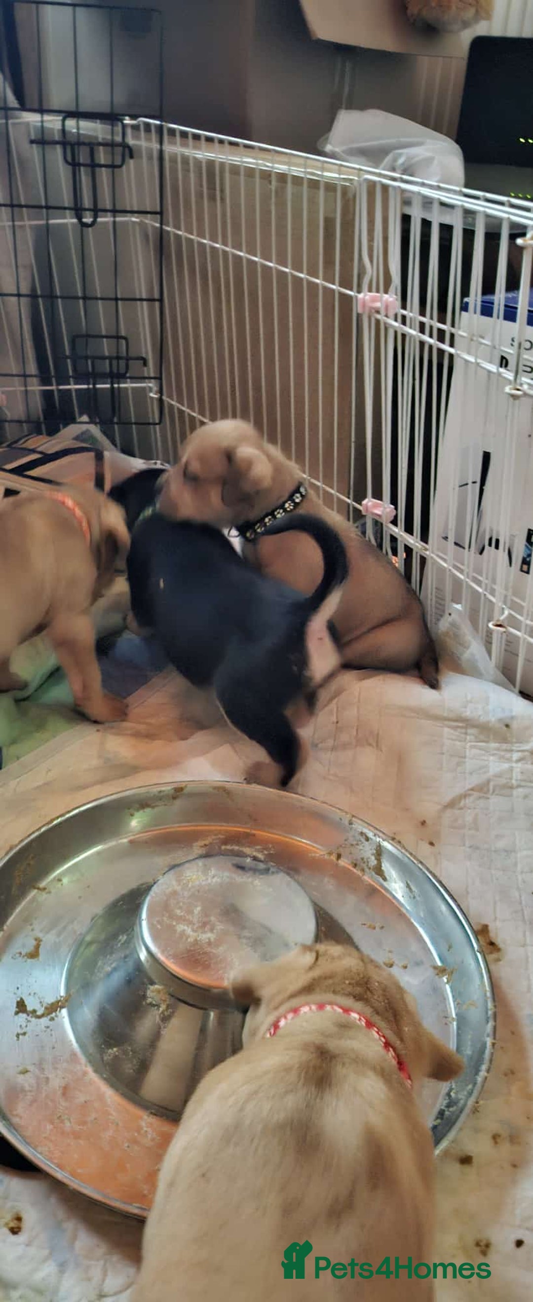 Mixed Breed dogs for sale: Puppies for sale - Advert 5