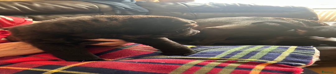 Shar Pei Puppy 6