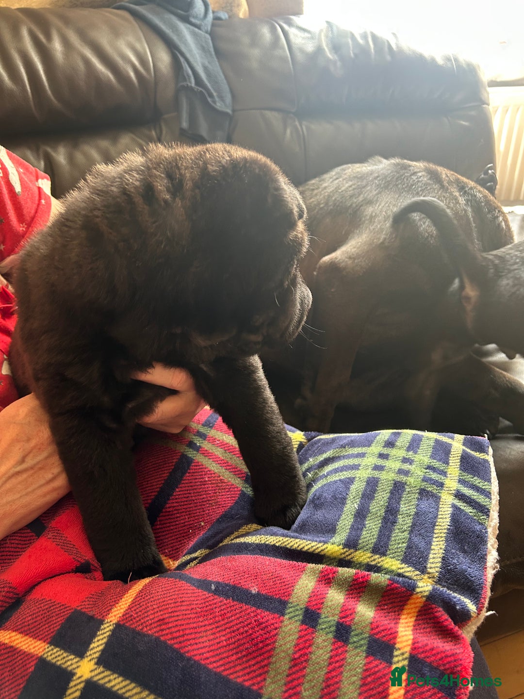 Shar Pei dogs for sale: 2 females 3 males Shar pei pups - Image 22