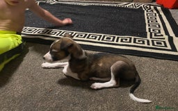 Lurcher dogs for sale: Reduced two bitches left gorgeous mix breed pups - Image 8
