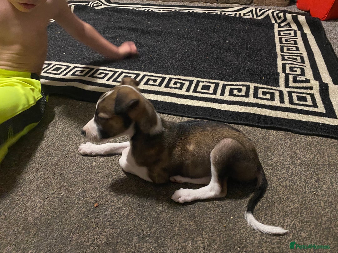 Lurcher dogs for sale: Reduced two bitches left gorgeous mix breed pups - Image 8