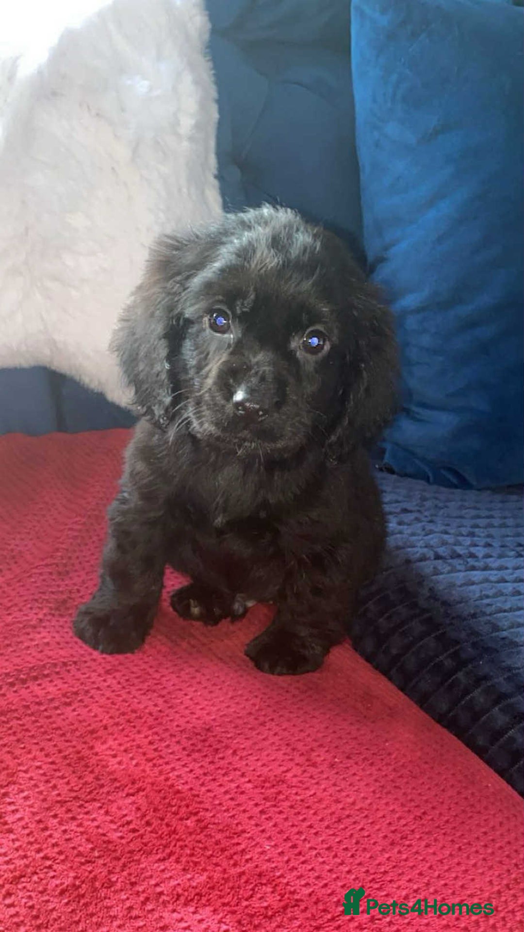 Cocker Spaniel dogs for sale: Show type - Advert 9