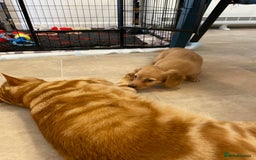 Miniature Dachshund dogs for sale: KC Reg long hair mini dachshunds “Ready now” - Image 18