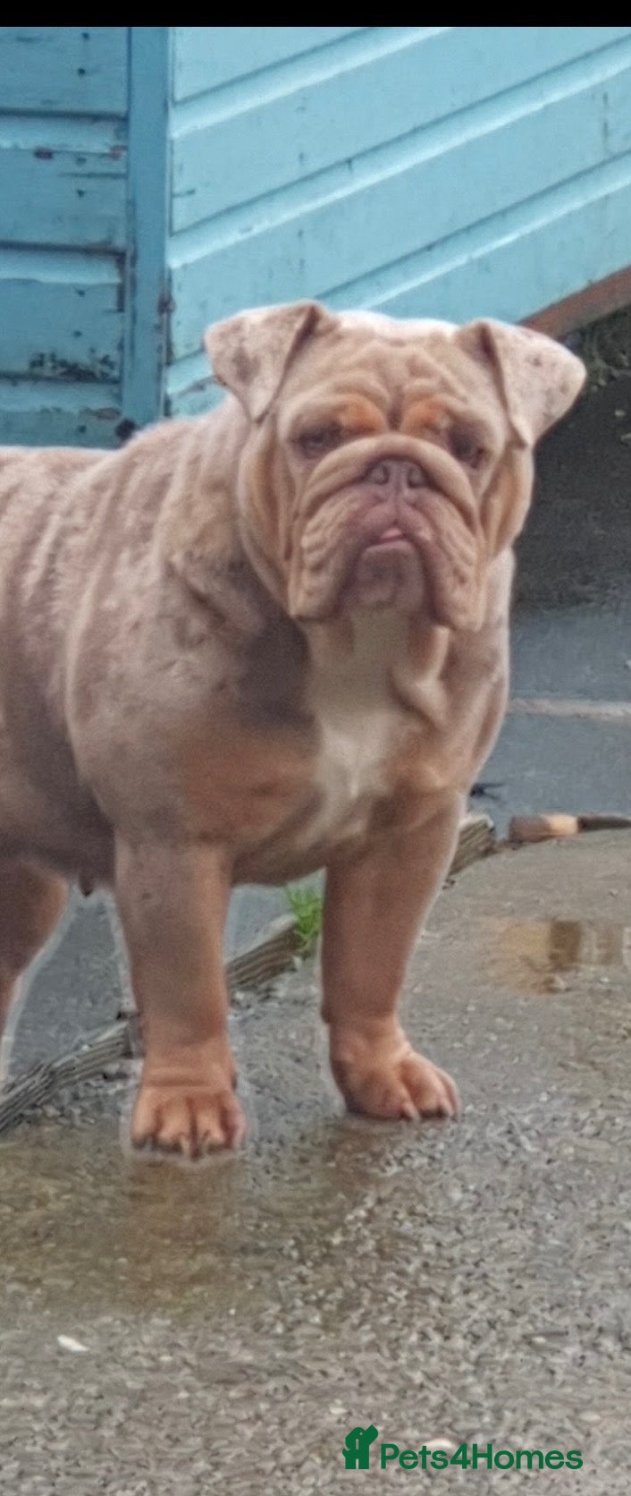 English Bulldog dogs for sale: Female British bulldog for sale  - Advert 5
